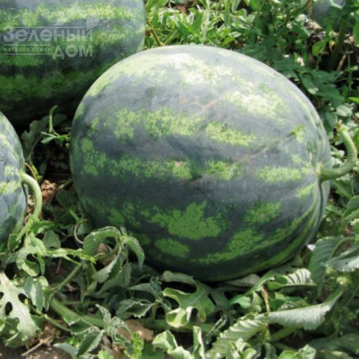 Зенго F1 / Zengo F1,70-75 днів фото 2