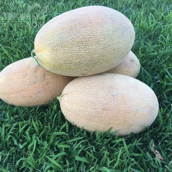 Лукстар F1 / Lookstar F1,65-70 дней фото 3