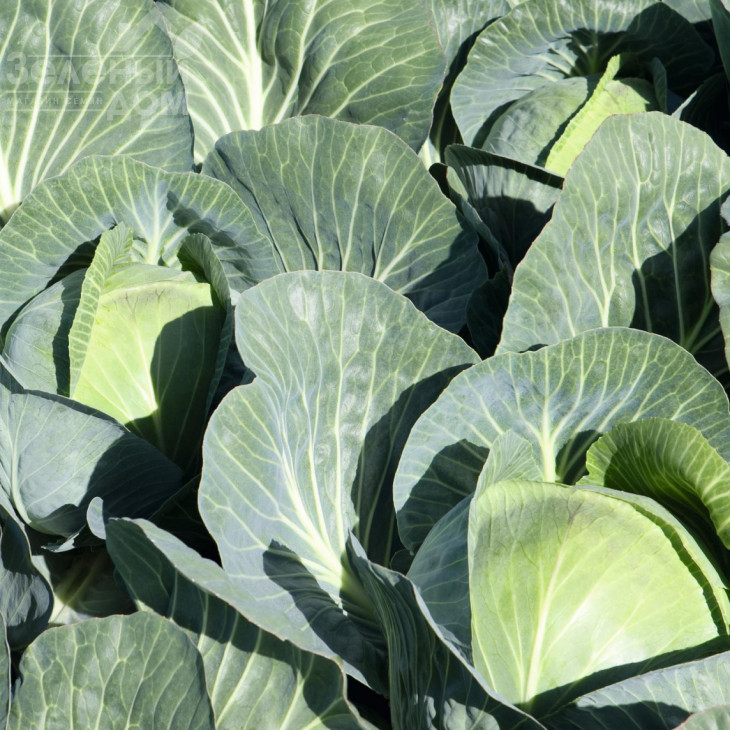 Сіркон F1 / Sircon F1,140 днів фото 2