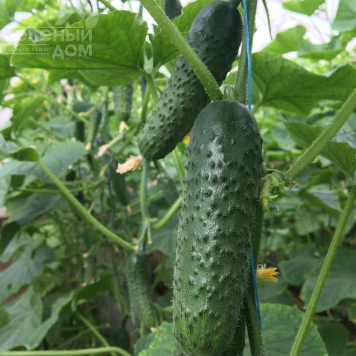 Георг F1 / Georg F1 фото 1