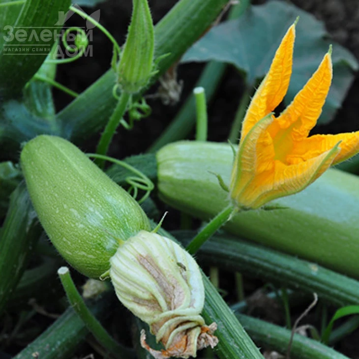 Супер Дония F1 / Super Doniya F1,40-45 дней фото 4