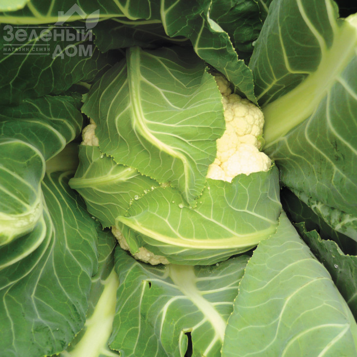 Амеріго F1 / Amerigo F1,80-85 днів фото 2