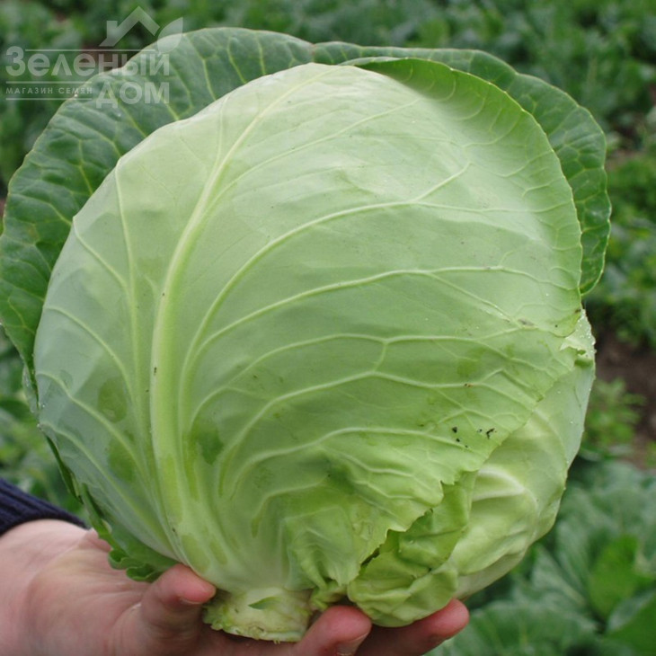 Оракл F1 / Oracle F1,55 днів фото 2