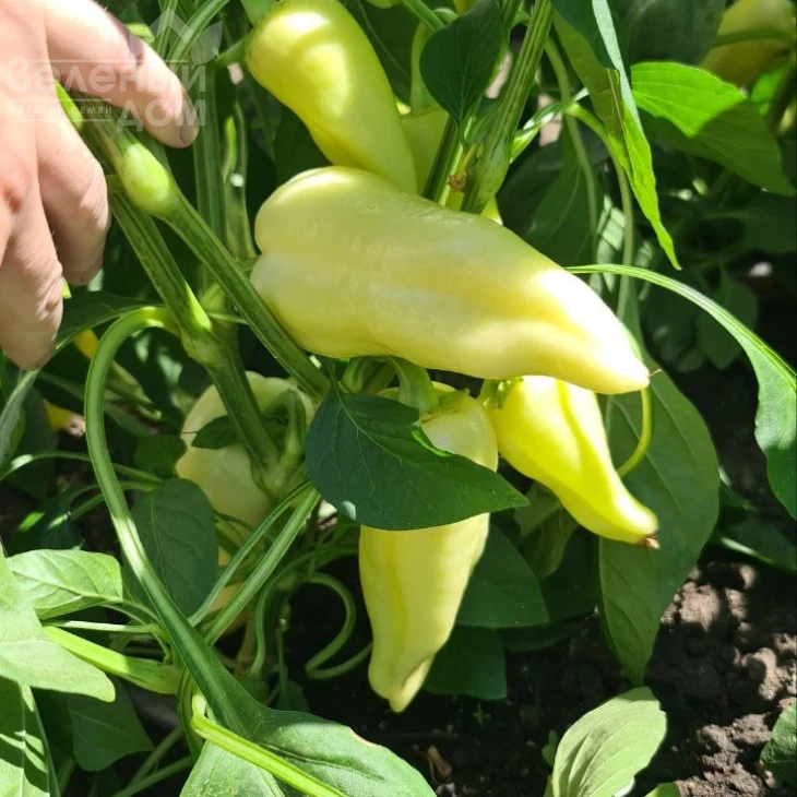 Сонетт F1 / Sonett F1, 70-75 дней фото 4