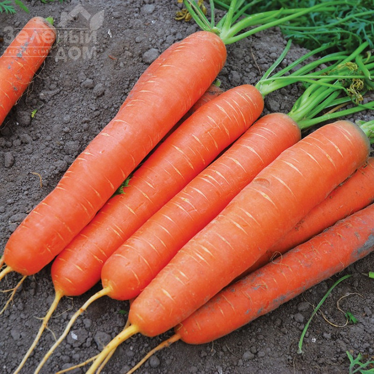 Сатурно F1 / Saturno F1,50-55 днів фото 1