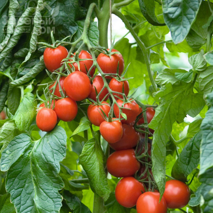 Толстой F1 / Tolstoi  F1,68-75 днів фото 1