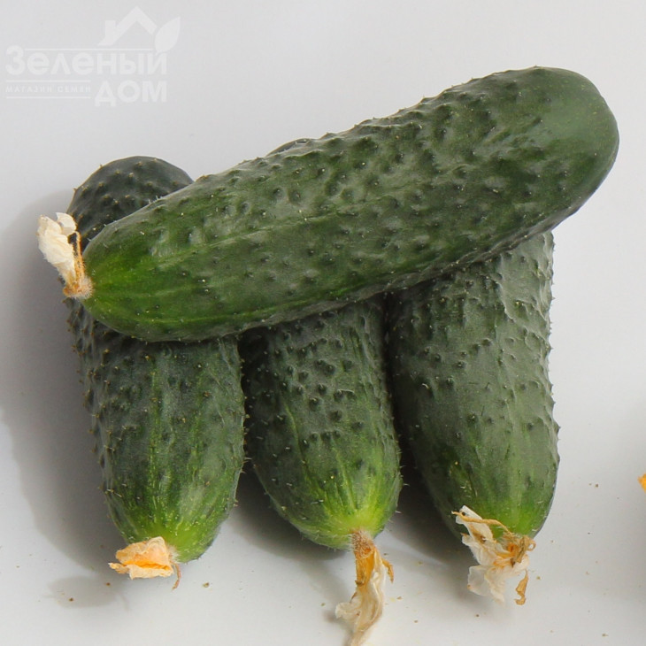 Джоккер F1 / Jokker F1,40-45 днів фото 1