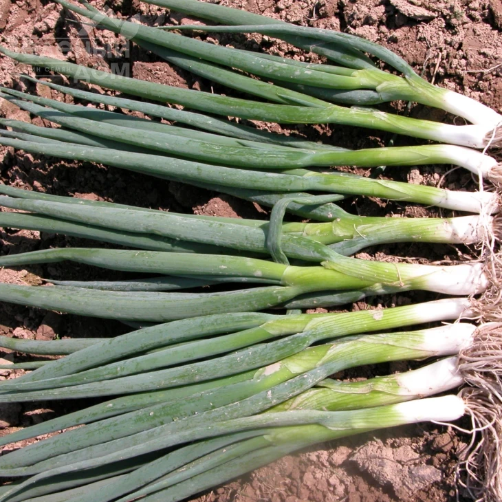 Байкал / Baykal фото 1