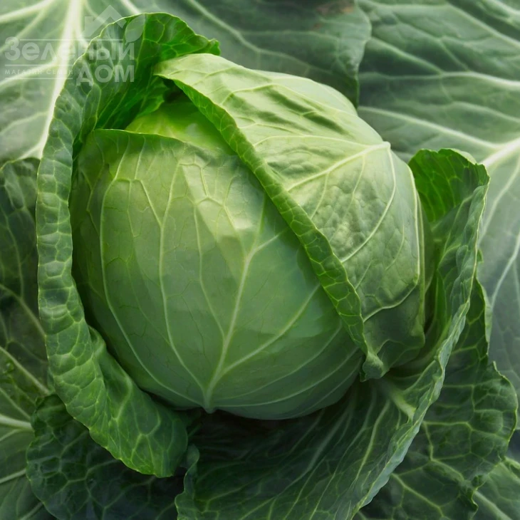 Адема F1 / Adema F1,60-65 дней фото 1