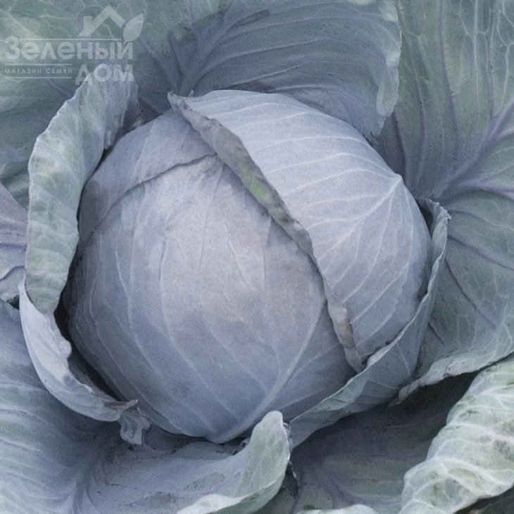 Родима F1 / Rodima F1,120-140 дней фото 1