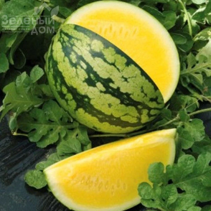 Оранж Кинг F1 / Orange King F1,55-60 дней фото 1