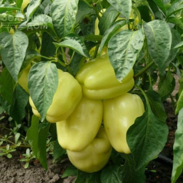 Диамант F1 / Diamant F1,40-45 дней фото 1