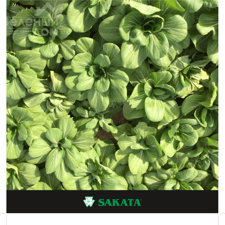 Мей Цін Чой F1 / Mey Cin Choy F1 фото 1