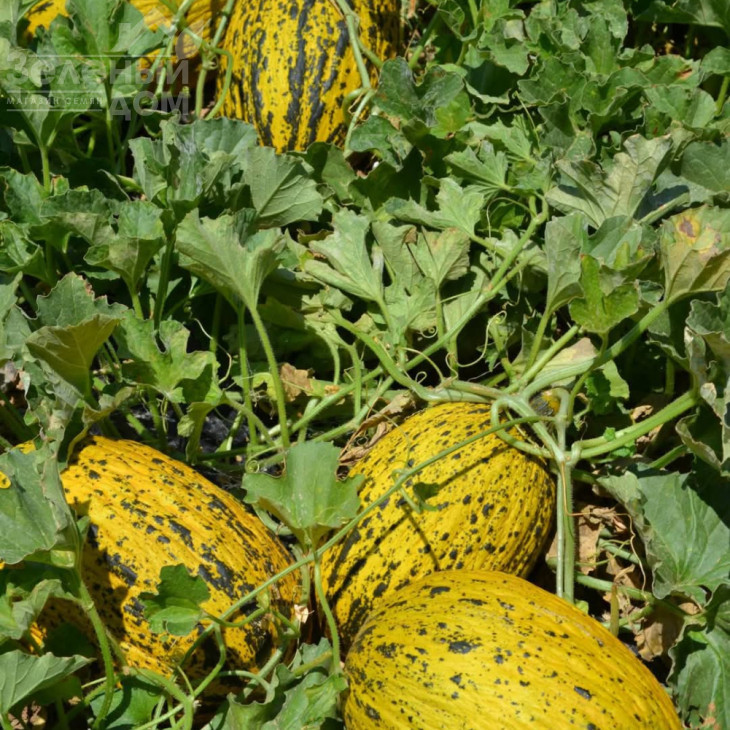 Аріана F1 / Ariana F1, 68-72 днів фото 4