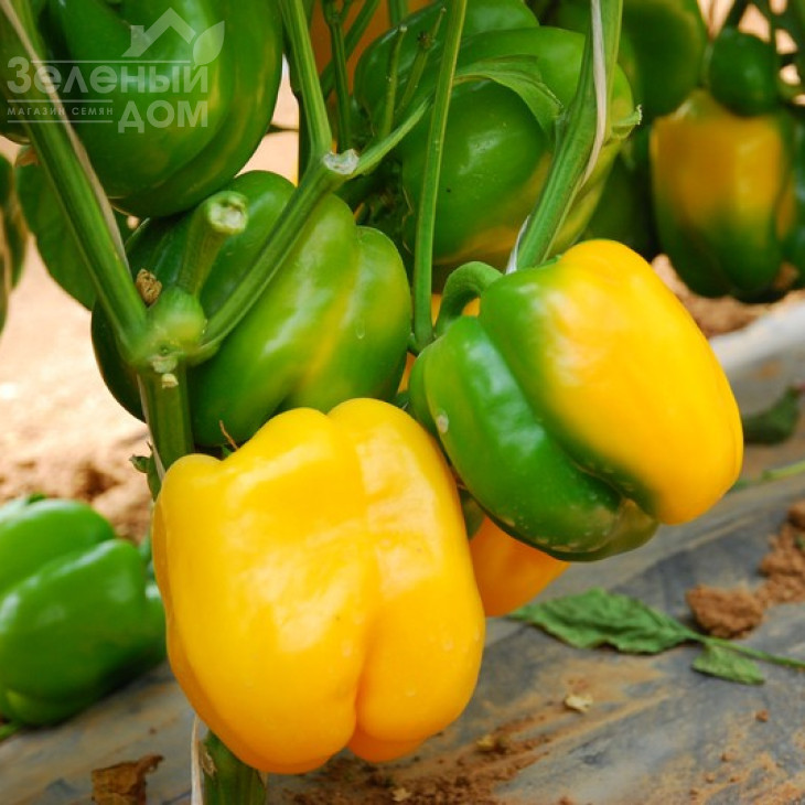 Спрінгбокс F1 / Springboks F1,65-70 днів фото 1