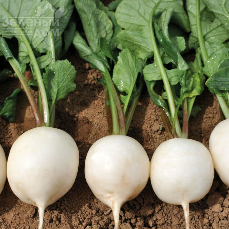 Вайтелла F1 / Vajtella F1 фото 2