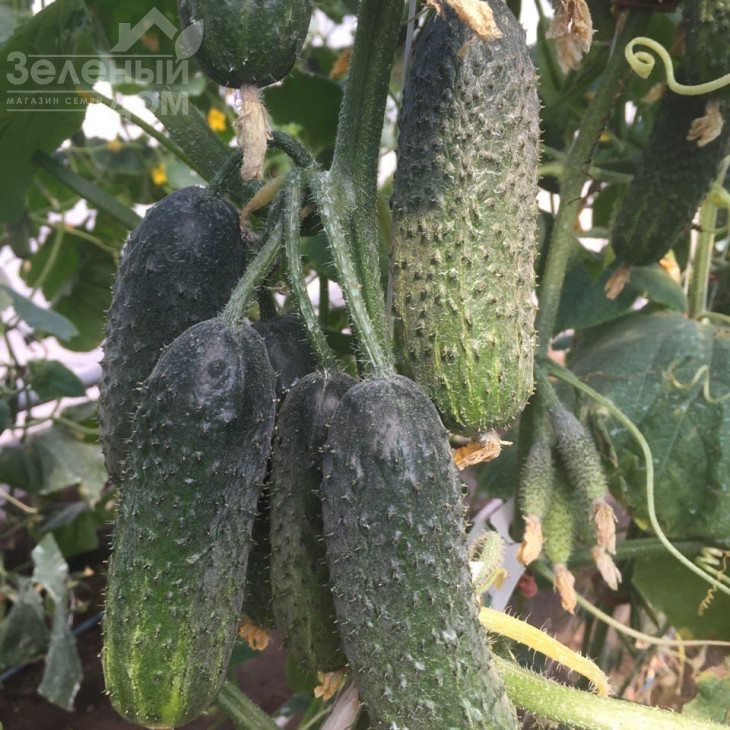 Ромара F1 / Romara F1 фото 3