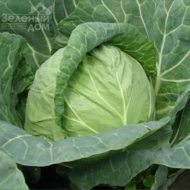 Ландіні F1 / Landini F1 фото 1