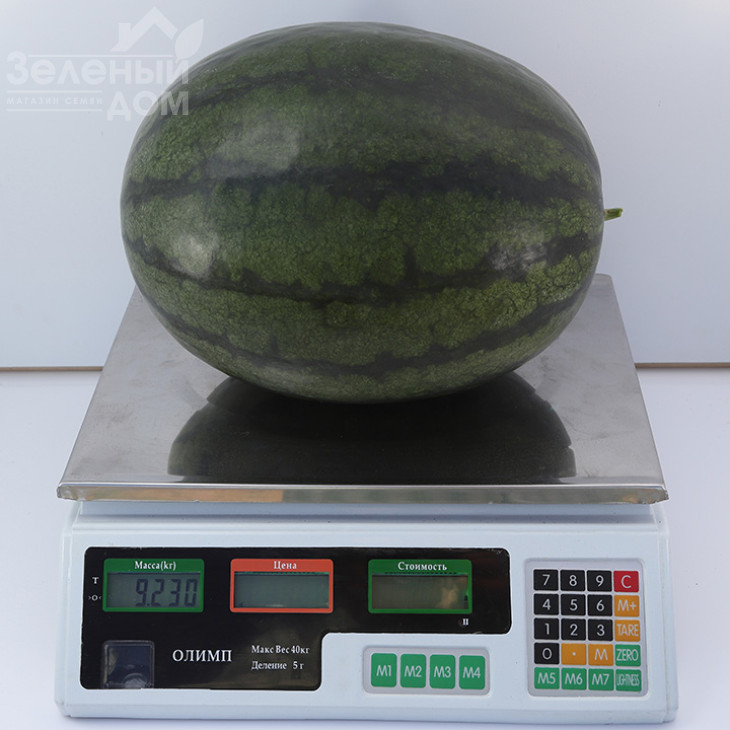 КС 500 F1/  KS 500 F1,60-65 днів фото 3