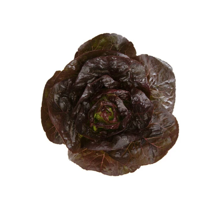 Алайн / Alaine фото 3