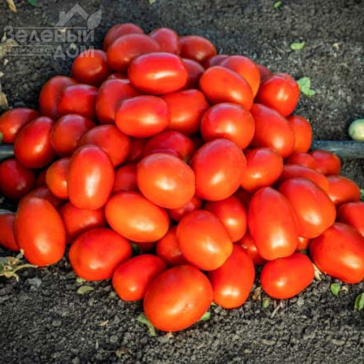 1648 F1 / 1648 F1, 115-120 днів фото 1