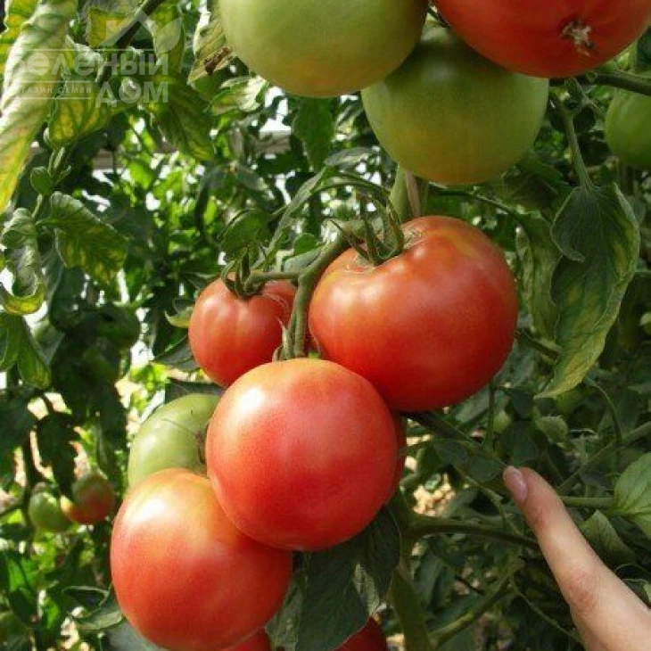 Пинк Уникум F1 / Pink Unicum F1,110-120 дней фото 1