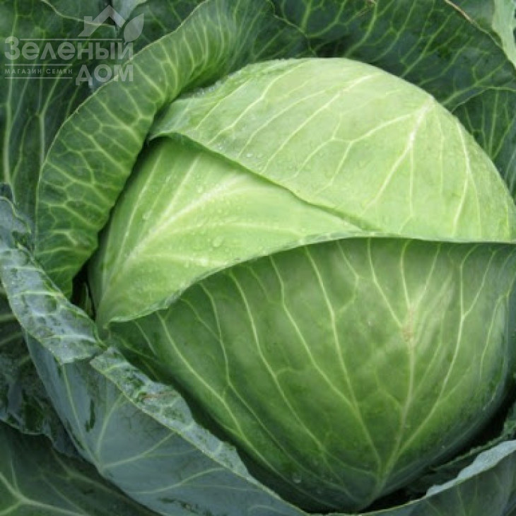 Тореодор F1 / Toreodor F1,80-85 днів фото 1