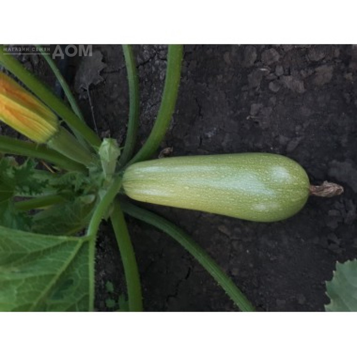 СВ 2987 YL F1 / SV 2987 YL F1 фото 1