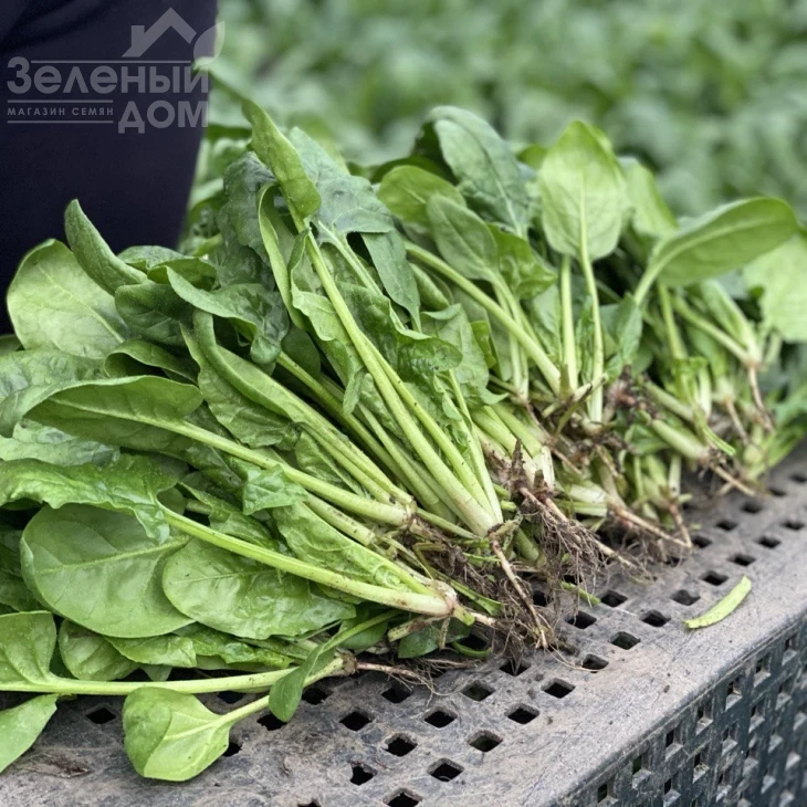 Тромбон F1 / Trombon F1 фото 3