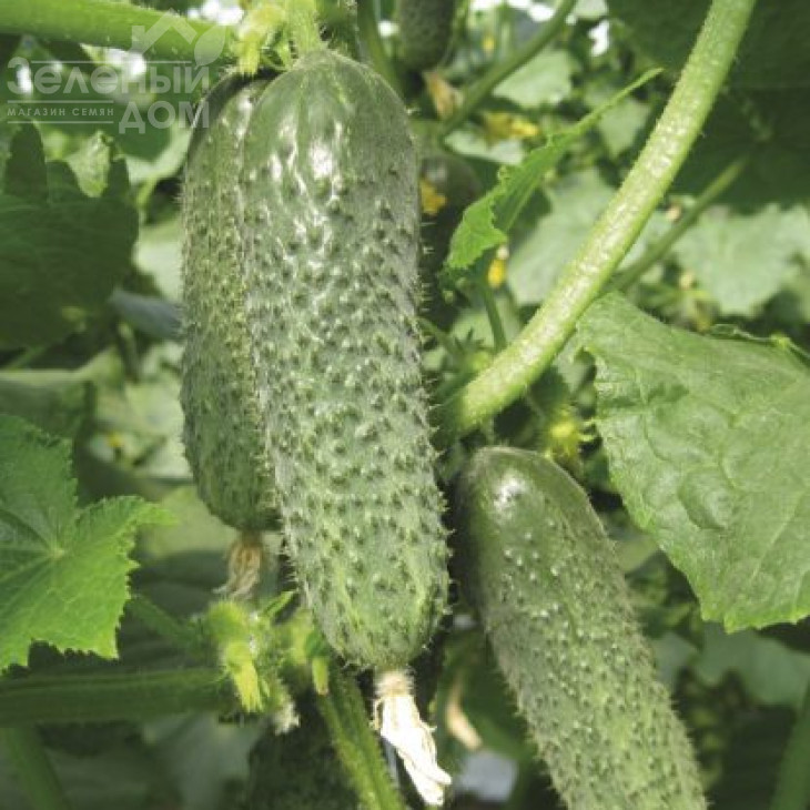 Оптімус F1 / Optimus F1,42 дні фото 1