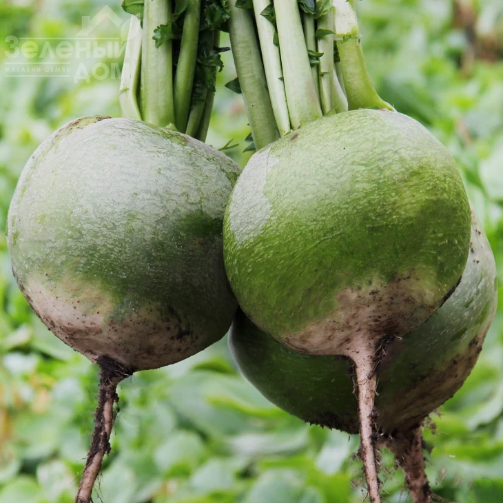 Ника / Nika,60-70 дней фото 1