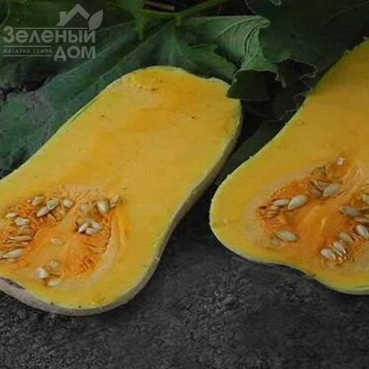 ЮГ 205 F1 / UG 205 F1,120-125 днів фото 1