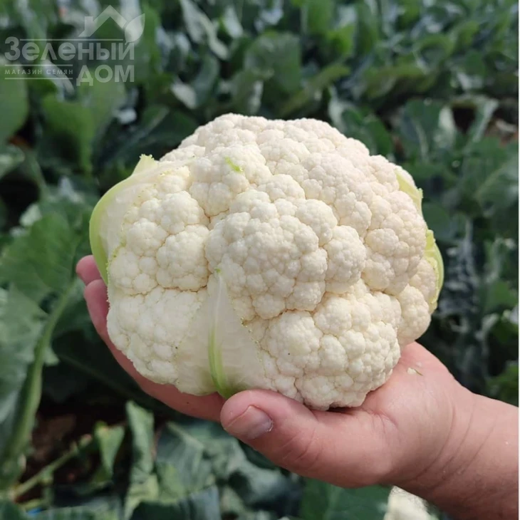 Найроби F1 / Nayrobi F1, 83-90 дней фото 1