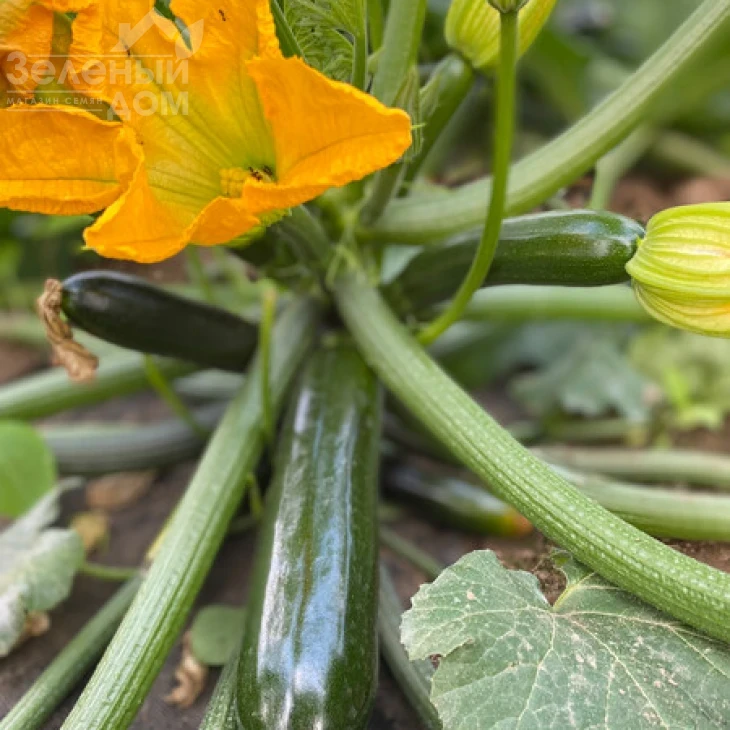 Кефрен F1 / Kefren F1, 30-40 дней фото 2