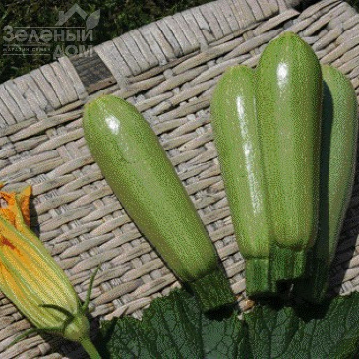 Супер Донія F1 / Super Doniya F1,40-45 днів фото 1