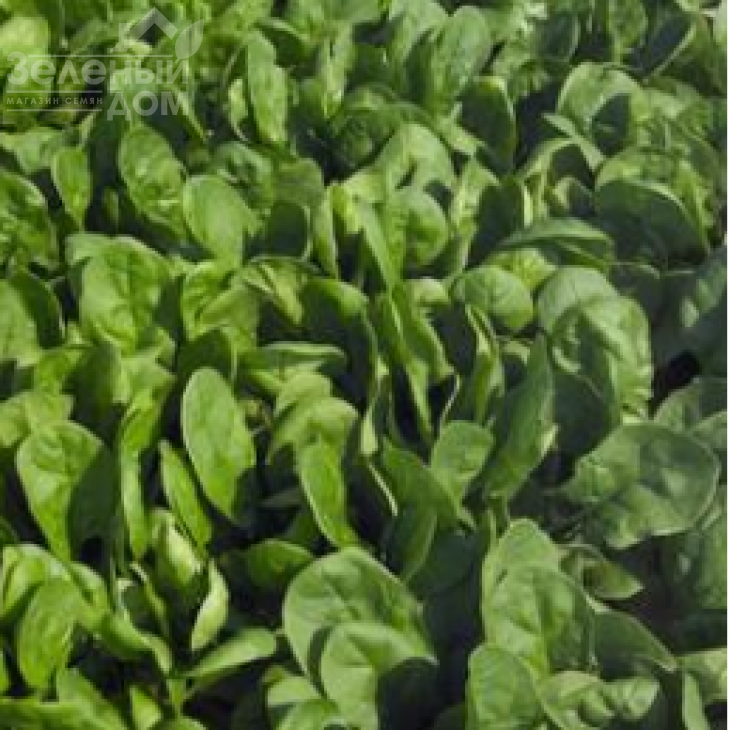 Пума F1 / Puma F1 фото 1