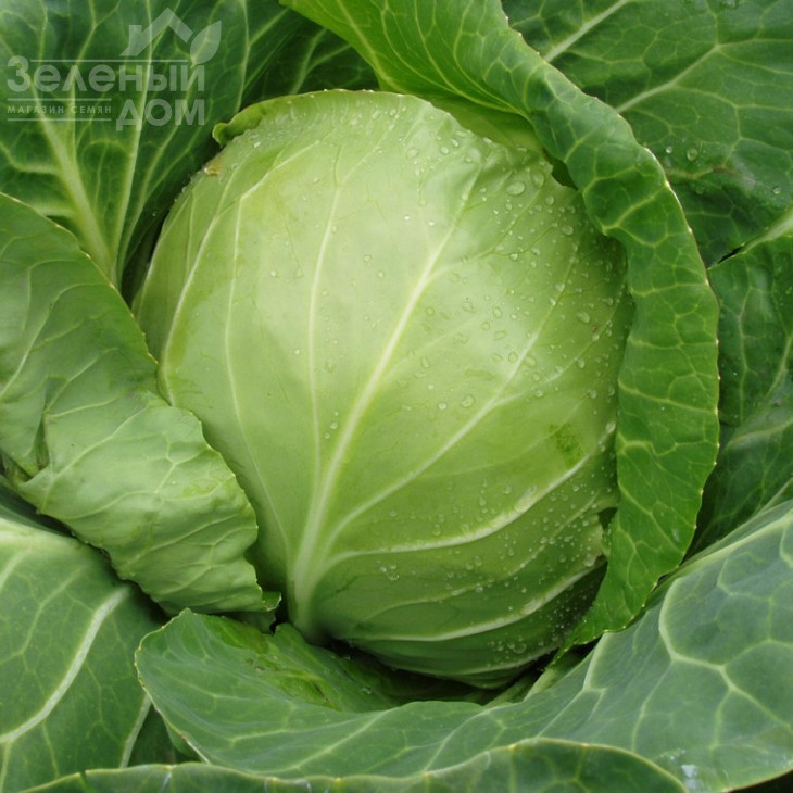 Оракл F1 / Oracle F1,55 днів фото 1