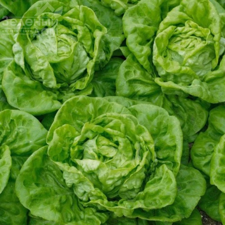 Бремекс / Bremeks, 40-50 дней фото 1