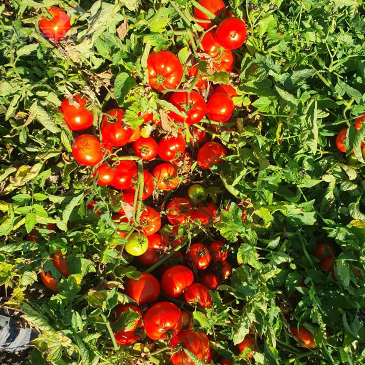 Клімон F1 / Klimon F1, 67-72 днів фото 4