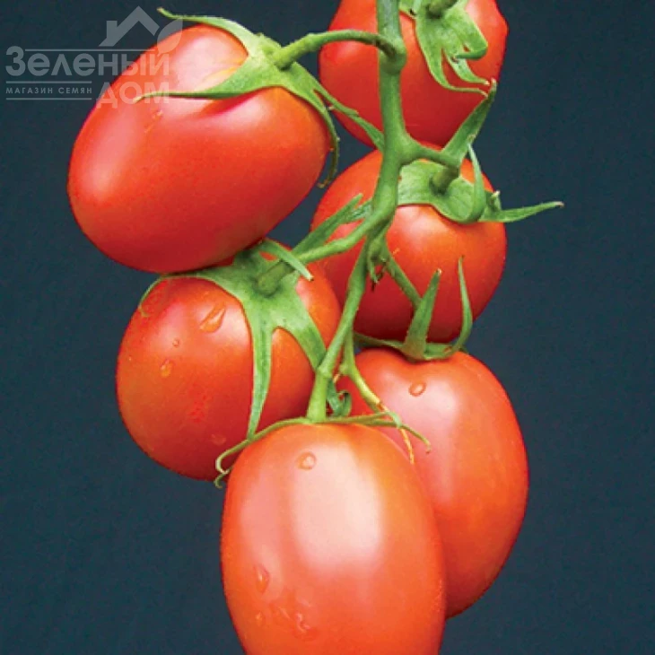 Рапит F1 / Rapit F1,92-97 дней фото 1