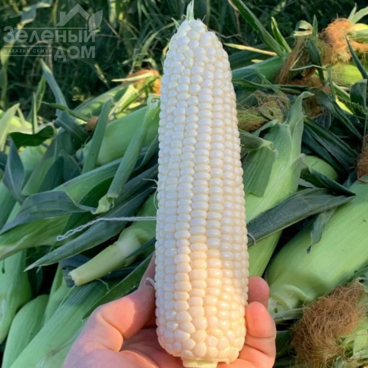 Ніколь F1 / Nicole F1, 70-72 дні фото 3