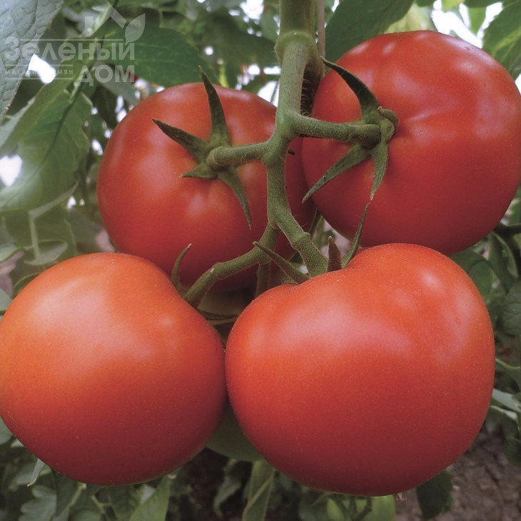 Матіссімо F1 / Matissimo F1,105-115 днів фото 1