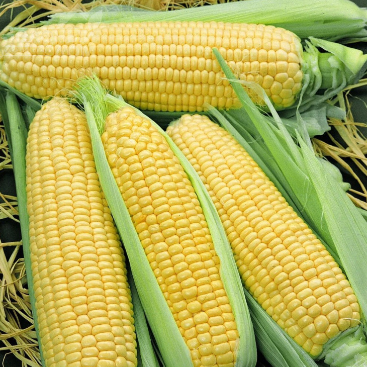 Елен F1 / Elen F1,65-70 днів фото 1