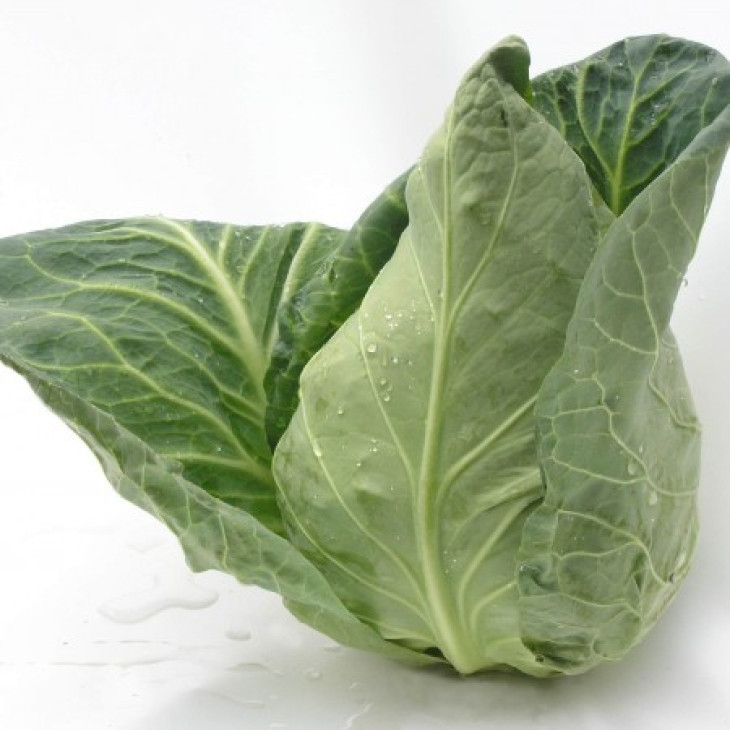 Сторема F1 / Storema F1,130-140 днів фото 2