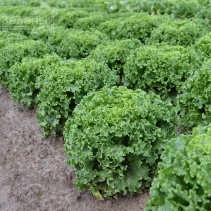 Авеледа / Aveleda  фото 1