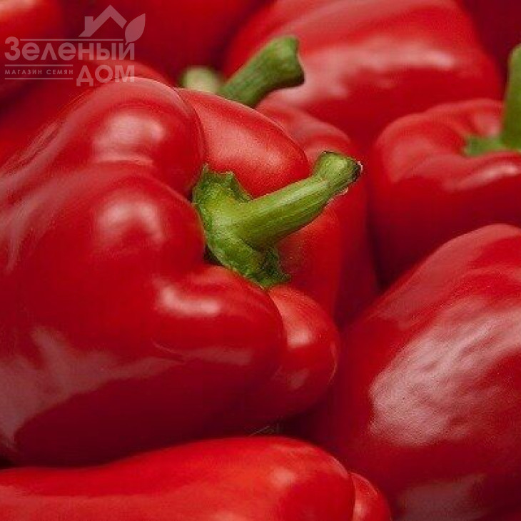 Екла F1 / Ekla F1,60-62 дні фото 2