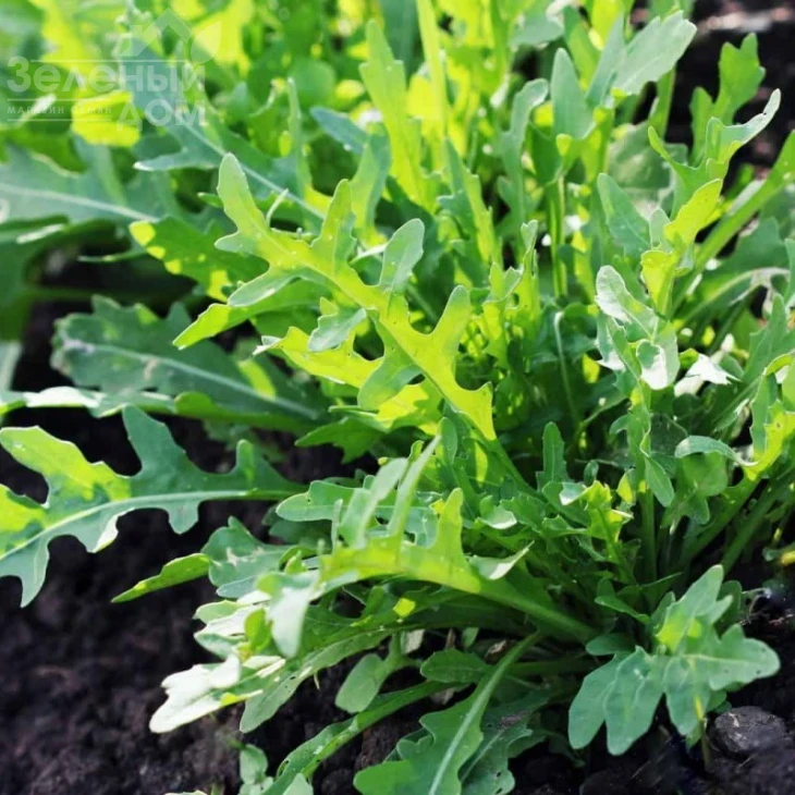 Рокет салат / Rocket salat,20-24 дня фото 1