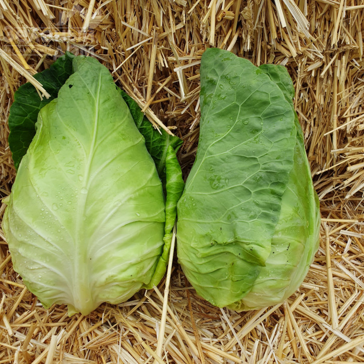 Кейп Хорн F1 / Keyp Horn F1, 55–65 днів фото 2