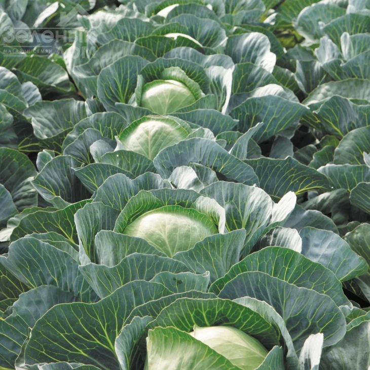 Сторидор F1 / Storidor F1,130-135 дней фото 2