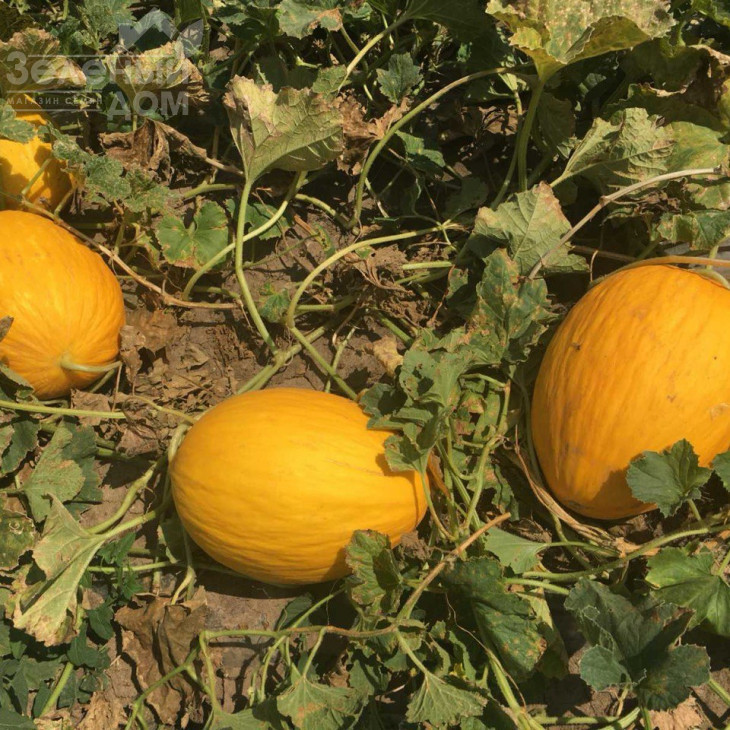 Амбаріно F1 / Ambarino F1, 70-75 днів фото 2